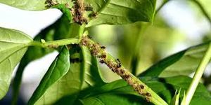 uploads/images/pest/clusterbean aphid.jpg